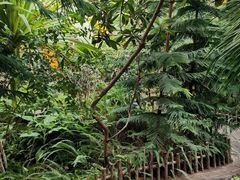 -呀路古热带植物园