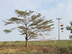 -北海金海湾红树林生态旅游区