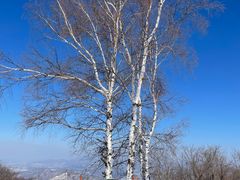 -中旅松花湖滑雪场