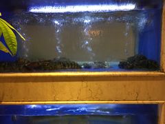 -阿英煲(凉城路店)