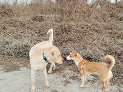 -汉长安城未央宫国家考古遗址公园