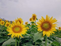 -重庆园博园