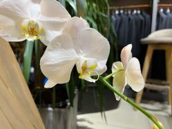 -ChenV西服礼服高级定制(市区养育巷店)