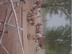 -恩格贝生态旅游区