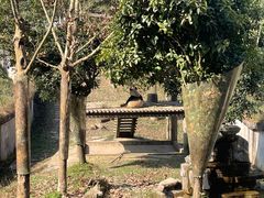 -中国大熊猫保护研究中心雅安碧峰峡基地