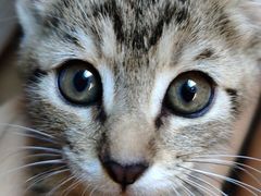 -艾贝尔宠物医院·24H转诊中心·肿瘤猫专科(江宁双龙店)