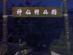-神仙树公园