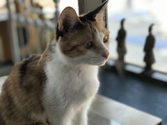 -这儿没有猫·猫咖萌宠馆·撸猫