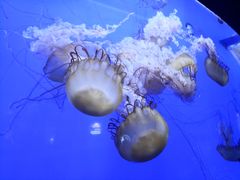-青岛海底世界-水族馆