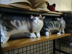-猫咪博物馆(顶澳仔猫街店)
