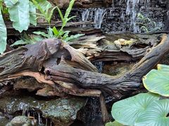 -Fern Forest Cafe