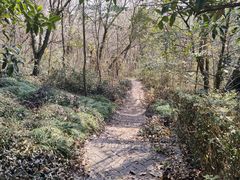 -上海佘山国家森林公园天马山园