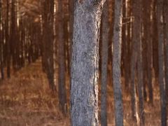 -乌兰布统景区-白桦林