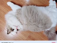 -翊宠yipet猫狗购宠庄园犬舍•猫舍