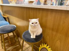 -滚猫咖啡·猫咖·猫友好撸猫(未来城店)