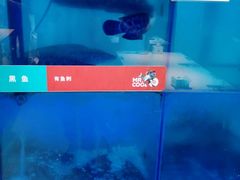 -鱼酷活鱼烤鱼(北美店)
