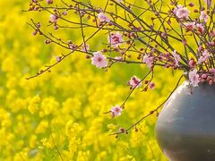 -西京湾花海