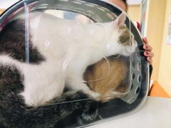 -申普宠物医院·心脏介入·心血管微创(总院)