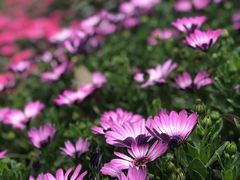 -上海鲜花港