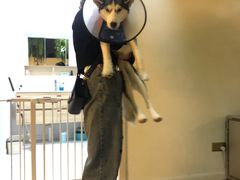 -Husky Go! 哈士奇体验馆·宠物咖啡厅狗咖