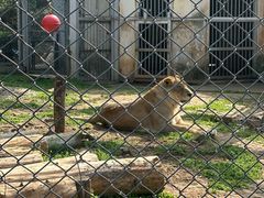 -合肥野生动物园