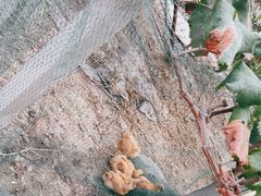 -马陆小张葡萄园农家乐