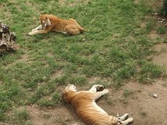 -西霞口神雕山野生动物世界