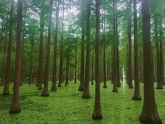 -渌洋湖湿地公园