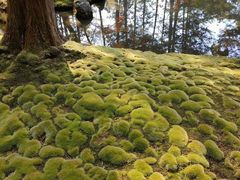 -西芳寺(苔寺)