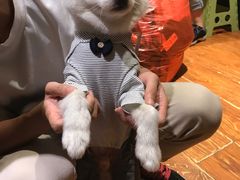 -爱宠屋pet shop·宠物洗澡·宠物美容