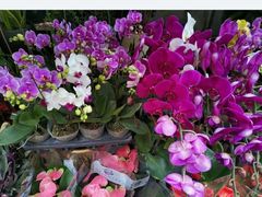 -循礼门鲜花花市(武汉循礼门店)