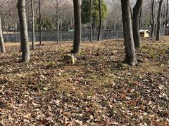 -合肥野生动物园