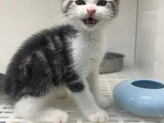 -lincat·猫舍(广州店)