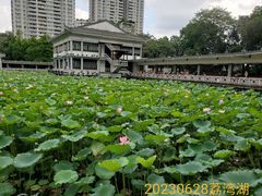 -荔湾湖公园