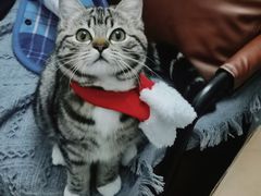 -宠颐生猫科·内科皮肤科(西平世纪城店)