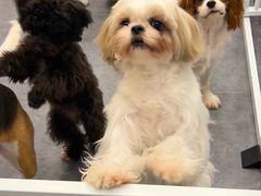 -有喵·猫咖·狗咖·30几只猫10只小狗(岗厦店)