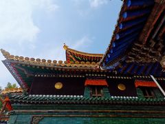 -塔尔寺菩提树