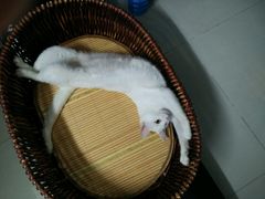-守诺宠物医院·眼科· 特色牙科·异宠专科(虹口店)