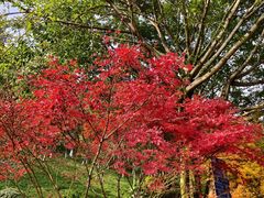 -龙头寺公园