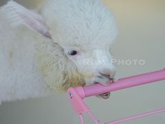 -怪兽屋·羊驼·猫咖·狗咖(俊华广场店)