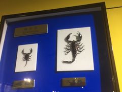 -上海昆虫博物馆