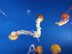 -太平洋海底世界