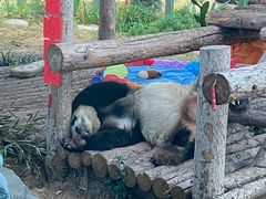 -大连森林动物园