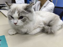 -瑞派动物医院·猫专科·至诚(江南中分院)