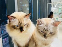 -怪兽屋·羊驼·猫咖·狗咖(俊华广场店)
