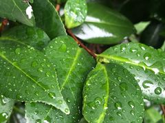 -T館·花园艺术餐厅