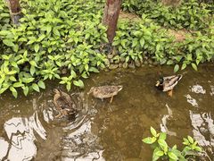-呀路古热带植物园
