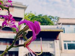 -广州三元宫