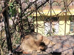 -喵屿·大理花园猫咖