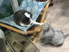 -小时光咖啡馆(开森度假森林店)